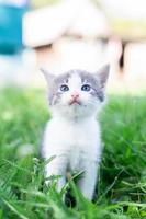 Katze sitzt im Gras. foto