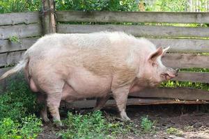 Schweinehaltung Aufzucht und Zucht von Hausschweinen. foto