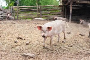 Schweinehaltung Aufzucht und Zucht von Hausschweinen foto
