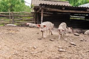 Schweinehaltung Aufzucht und Zucht von Hausschweinen foto