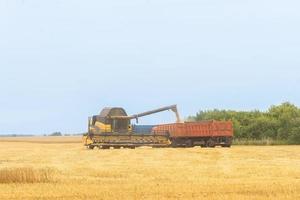 Der Mähdrescher erntet Getreide und Weizen. Landwirtschaftliche Industrie foto