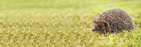 Igel auf dem Gras foto