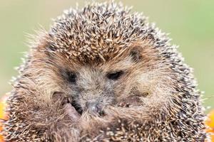 Igel auf dem Gras. foto