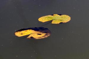 helle seerosenblüten und große grüne blätter an einem see in israel foto