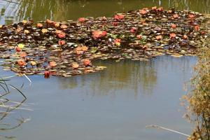 helle seerosenblüten und große grüne blätter an einem see in israel foto