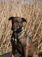 Brauner und schwarzer Cunucu-Hund, der vor Schilf und Binsen sitzt foto