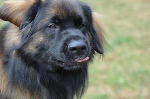 leonberger-hund, der seine zunge herausstreckt foto