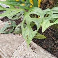 monstera adansonii zierpflanze oder schweizer käsepflanze, die im hof des hauses gepflanzt wird, damit der hof schöner und attraktiver aussieht foto