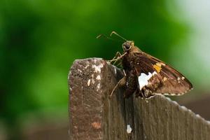 Silber gefleckter Skipper-Schmetterling fügt sich in einen braunen Zaun ein foto