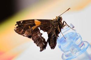 Silberfleckiger Skipper-Schmetterling auf einem Luftventil foto