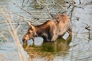 Elchweibchen auf der Suche nach Wasser foto