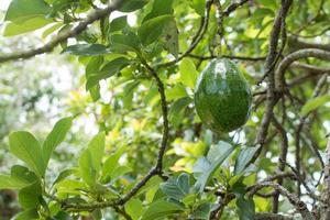 Avocado auf dem Baum foto