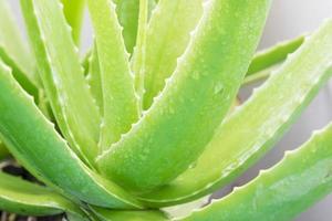 grüne Blätter von Aloe Vera foto