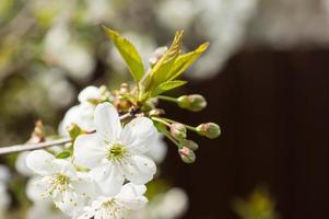 der blühende Kirschbaum am sonnigen Frühlingstag