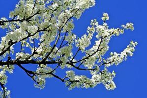 Blüte eines Birnbaums foto