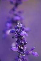 Lavendelblüte foto