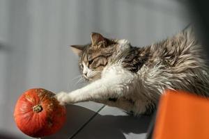 Porträt einer Katze, die neben einem Kürbis auf dem Boden liegt foto