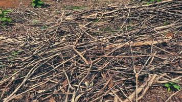 Haufen trockener Zweige nach dem Holzeinschlag foto