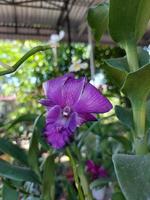 selektive Fokussierung von Dendrobium oder Dendrobium sp. schön im Garten. Familie der Orchideen. foto