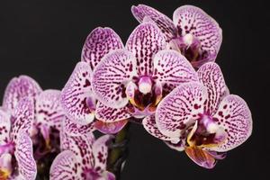 Orchidee, Orchidee foto