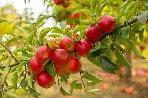 frische Äpfel aus dem Obstgarten. apfelernte aus dem obstgarten in der republik moldawien. foto