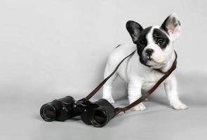 Welpe der französischen Bulldogge mit Fernglas auf grauem Hintergrund. das Konzept des Reisens foto