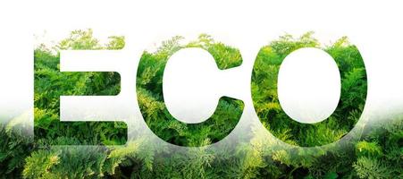 Öko-Wort auf dem Hintergrund grüner Karottenblätter. Plantage. Landwirtschaft. Ernte. umweltfreundlich, Klimawandel, Qualitätskontrolle, sichere Pestizide verwenden. organisches Gemüse. foto