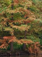 Herbst im Wald foto