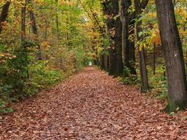 Herbst im Wald foto