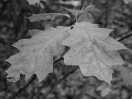 Herbst im Wald foto