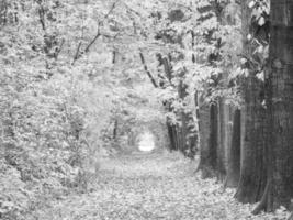 Herbst im Wald foto