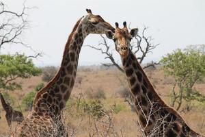 Zwei Giraffen posieren für die Kamera foto