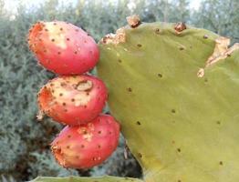 Opuntia Ficus Indica mit reifen Früchten foto