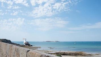 Meereslandschaft mit einer Möwe. Sommer in Saint Malo, Frankreich foto