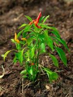 chilipfeffer, der in der natur auf baum im biobauernhof in thailand wächst. foto