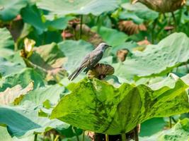 klagender Kuckuck im Lotusteich foto