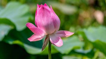 Lotusblüte im Lotusteich foto