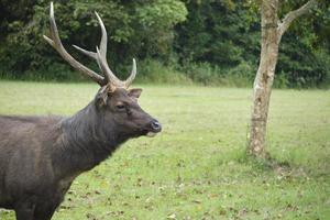 Ein junger schöner gehörnter Hirsch weidet auf dem grünen Gras und ernährt sich von der Weide, einem Wildtier in der Umweltökologie, der Außenlandschaft auf der natürlichen Nationalparkwiese. foto