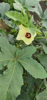 Nahaufnahme der Okra-Blume. gelbe Okra-Blume. Okra-Blume mit verschwommenem Hintergrund. Okra. Damenfingerblume mit selektivem Fokus auf das Thema. gelbe Blumen. pflanzliche Blumen foto