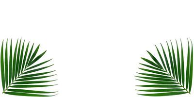 Areca Palmblatt isoliert auf weißem Hintergrund, Palmblätter. grünes Palmblatt am Bildrand. ein Bilderrahmen auf weißem Hintergrund. für Rahmen oder Dekoration. foto