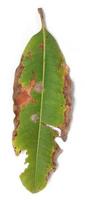 Mangoblätter mit Makronährstoffmangel isoliert auf weißem Hintergrund, Mangoblätter mit Blattkrankheit, Blattränder gelb, Blatt unvollkommen. foto