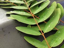 Senna-siamea-Blatt mit Regentröpfchen auf dunklem Hintergrund, medizinisches Kraut, Naturblätter foto