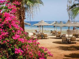 Erstaunliche rosa Blumen an einem Strand mit Sonnenschirmen und Lounges im Urlaub foto