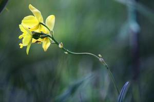 gemahlene Orchideenblume