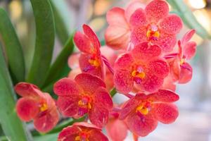 orange Orchideenblume foto