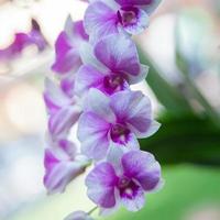 Blaue orchidee