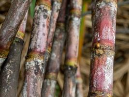 Zuckerrohr, eine Feldfrucht für die Landwirtschaft in Thailand. foto