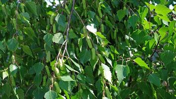 nahaufnahme von grünen blättern und kätzchen birke - betula pendula, silberne birke, warzige birke, europäische weiße birke. frühlingssaisonale blüte von bäumen, allergiekonzept. foto