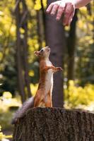 Eichhörnchen im Herbstpark foto