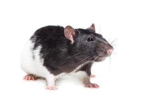 Ratte isoliert auf weißem Hintergrund foto